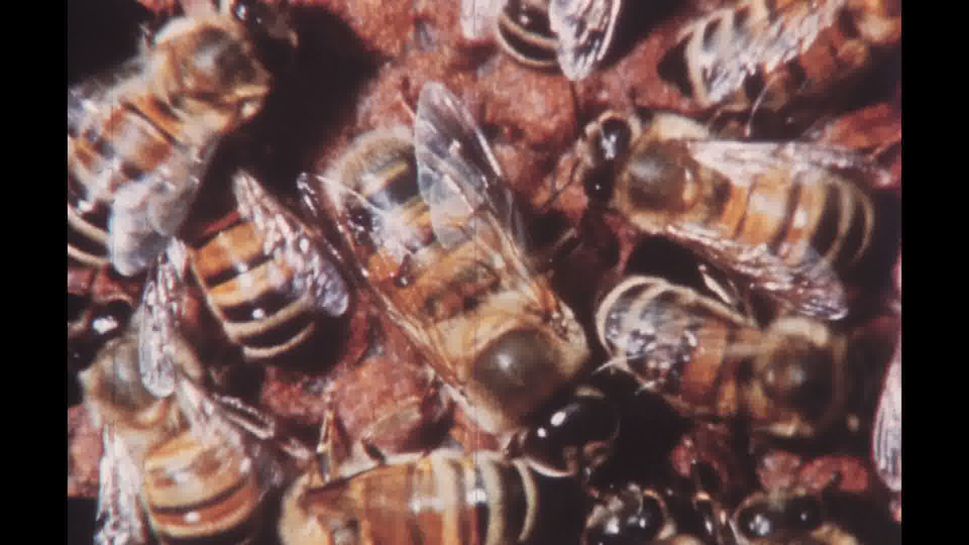 Une caméra chez les abeilles