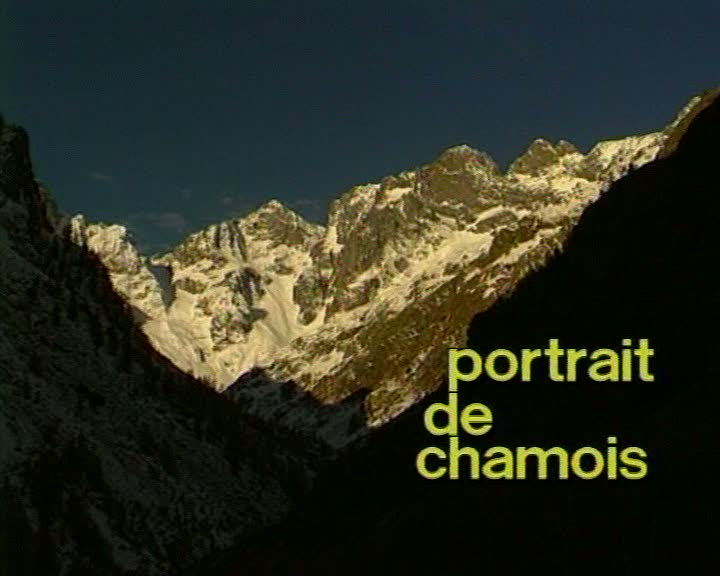 Portrait de chamois
