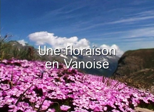 Une floraison en Vanoise