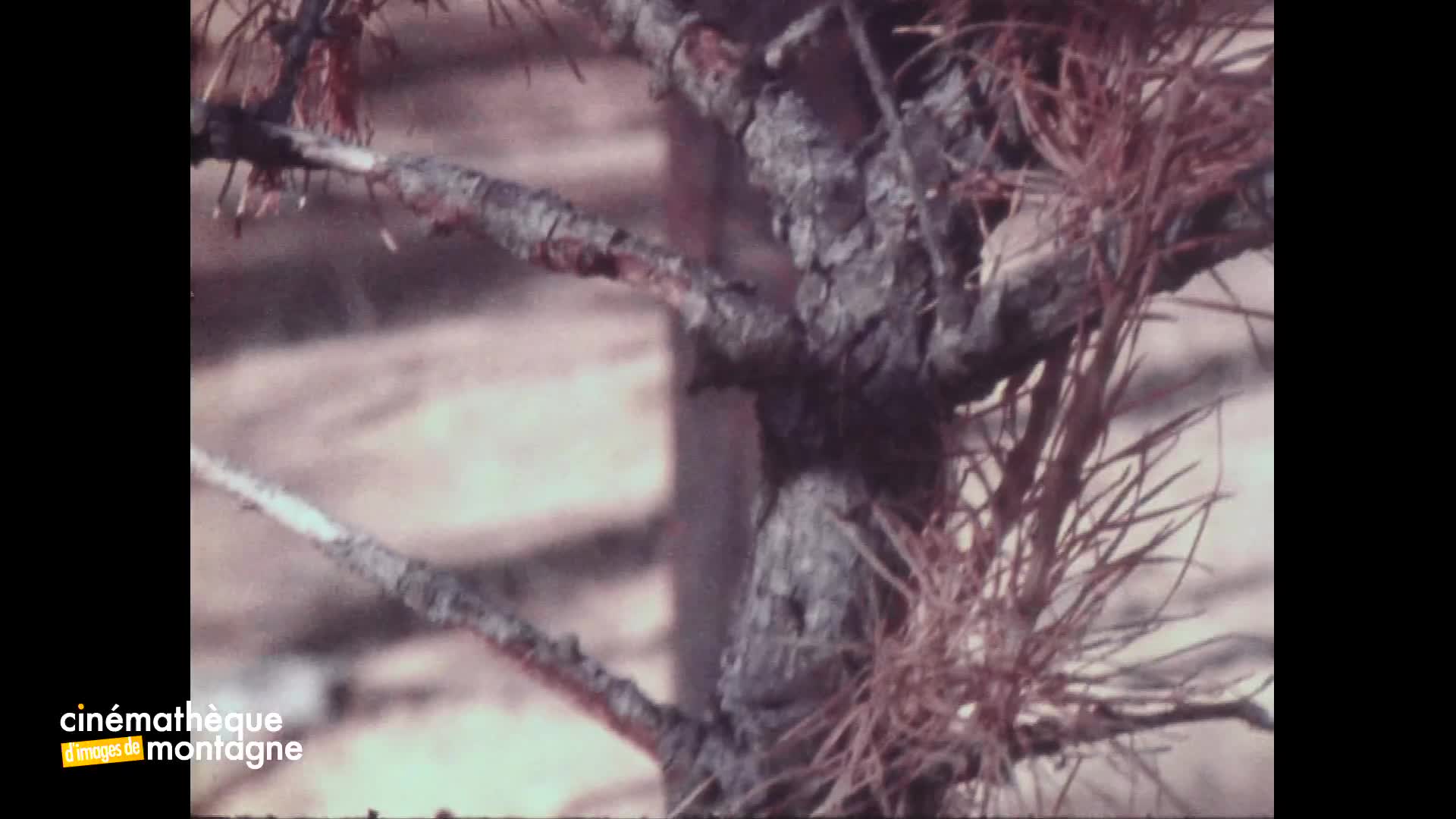 Neige et forêt
